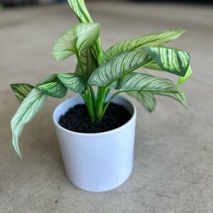 Green Faux Plant in White Pot